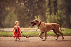 带狗狗散步训狗教程怎样规范它的走路姿态