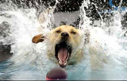 训练狗狗下水游泳